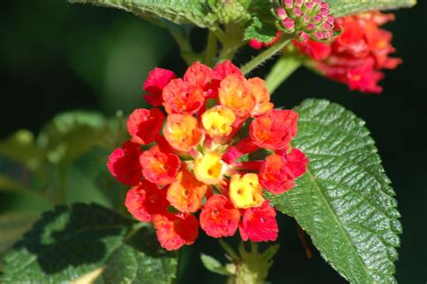 How to Properly Care for Lantana Plants | Lantana plant, Garden shrubs, Landscaping plants