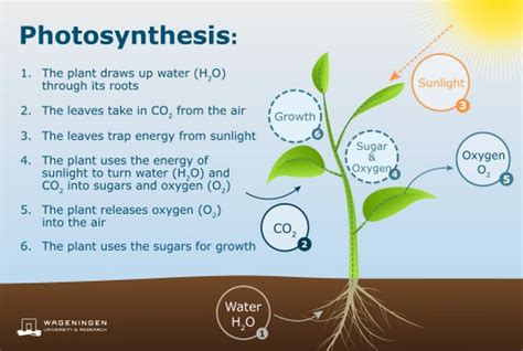 Faster plant growth through more efficient photosynthesis