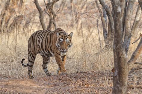 Bengal Tiger Walking Toward Camera • Wildlife Photography Prints