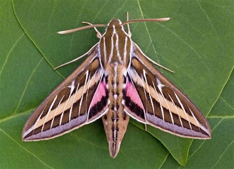 20 Moth Species More Beautiful Than Butterflies | Moth species, Moth ...