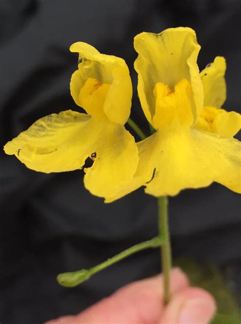 The Floating Bladderwort — In Defense of Plants