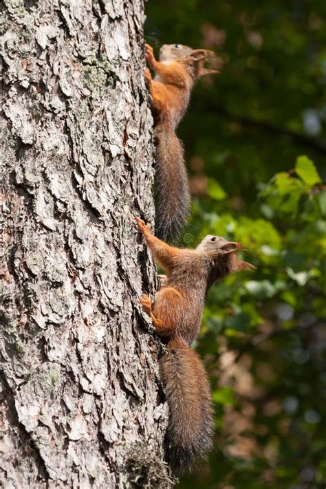 Baby Squirrels in a Tree stock image. Image of cottonwood - 82801451