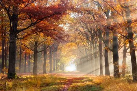 Landscape Autumn Pictures | Download Free Images on Unsplash