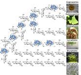 Co-Evolution of Plant Cell Wall Polymers | Frontiers Research Topic