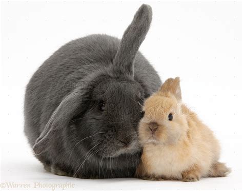 Blue lop rabbit and baby Netherland Dwarf bunny photo WP39776