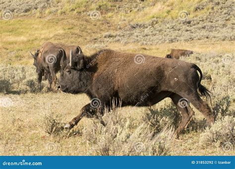 Buffalo Bison Running in Lamar Valley Yellowstone Stock Photo - Image ...