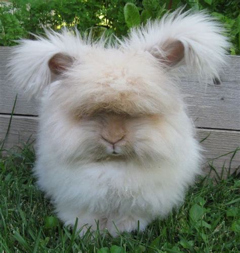 English Angora Rabbit | Rabbit breeds, English angora, Angora rabbit