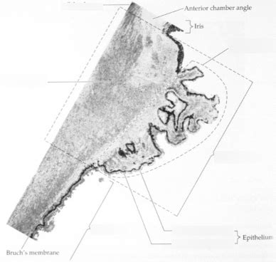 Ciliary body gross anatomy Diagram | Quizlet