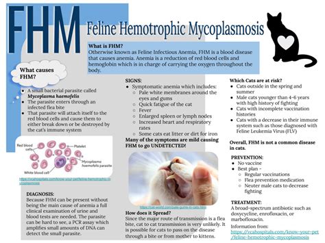 Mycoplasma Haemofelis | ubicaciondepersonas.cdmx.gob.mx