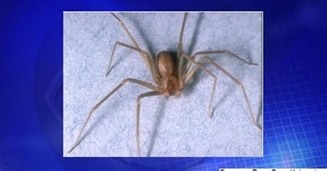 Venomous spiders close Pennsylvania elementary school - CBS News