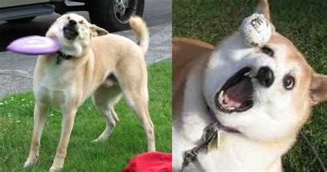 15 Dogs Who Hilariously Fail At Being Dogs | TheThings