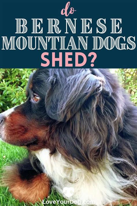 Bernese Mountain Dog Shedding: How Much Do They Shed? [Video] [Video] | Bernese mountain dog ...