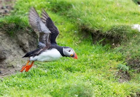 A Complete Guide To The Islands Of Shetland | CuddlyNest