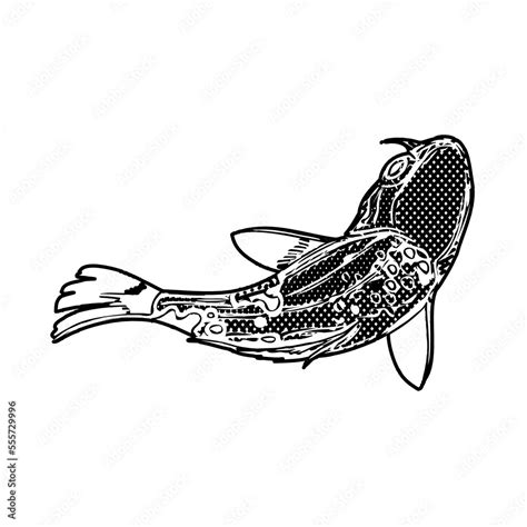 black and white drawing sketch of a koi fish with transparent background Stock Illustration ...