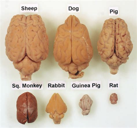 Dr. B's brain collection helps local students learn anatomy - Scope