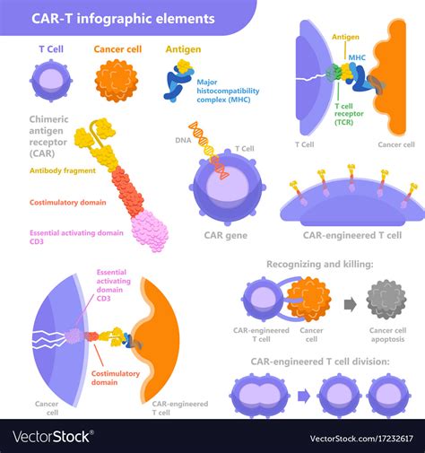 Car-t cell immunotherapy for cancer treatment Vector Image