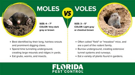 Moles vs Voles | Differences Between Voles & Moles | Florida Pest Control