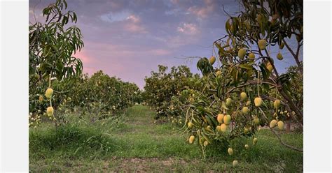 A look ahead at the Mexican mango season