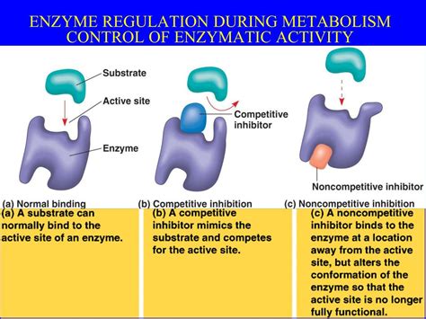 PPT - REGULATION OF GENE EXPRESSION PROKARYOTES PowerPoint Presentation - ID:6419291