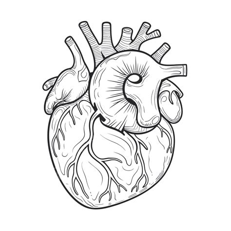 Detailed Drawing Of The Human Heart Outline Sketch Vector, Heart ...