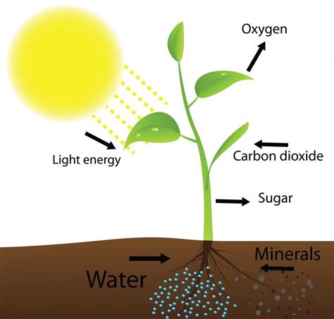 Where does Atmospheric Oxygen Come from? (with pictures)