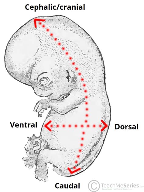 Ventral Definition Anatomy - Anatomy Reading Source