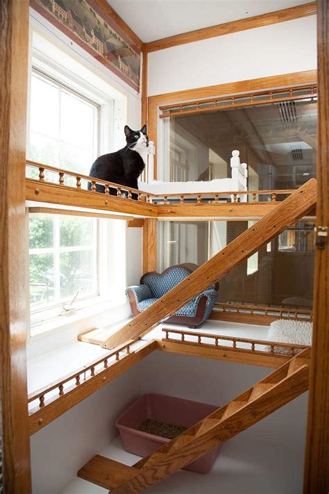 Luxury Cat Boarding In Morristown NJ | Morris Animal Inn