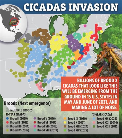 Cicadas 2021 map: Where are the Brood X insects now? | The US Sun