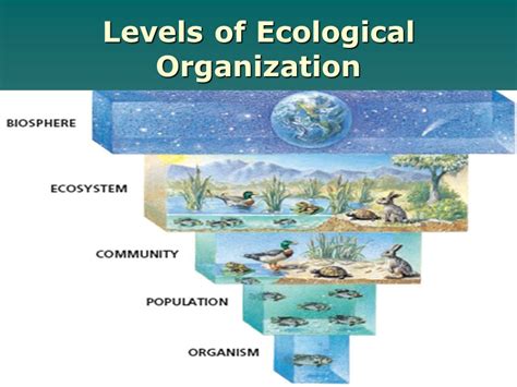 Biosphere Levels Of Ecological Organization Worksheet - Printable Word ...