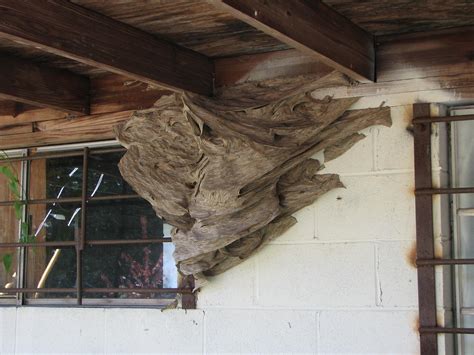 Watch Out For Wasps: Massive Yellow Jacket Nests Spotted In Alabama ...