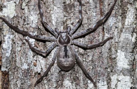 Huntsman Spider | Habitat, Diet, Venom, and more | Cool Kid Facts