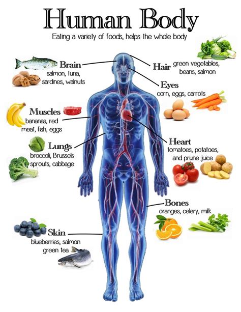 the human body with all its major organs and their corresponding parts, including fish, brocco