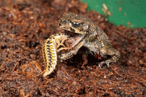 Beetle larva lures and kills frogs, while the adult hunts and paralyses ...