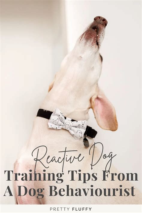 How to Train a Reactive Dog: Tips from a Dog Behaviourist