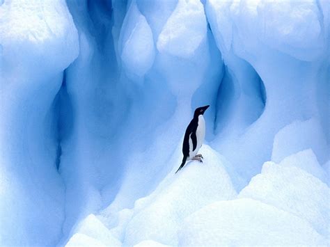 Penguin Wallpapers - Wallpaper Cave