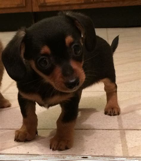 Chiweenie Puppies For Sale | Ames, IA #240369 | Petzlover