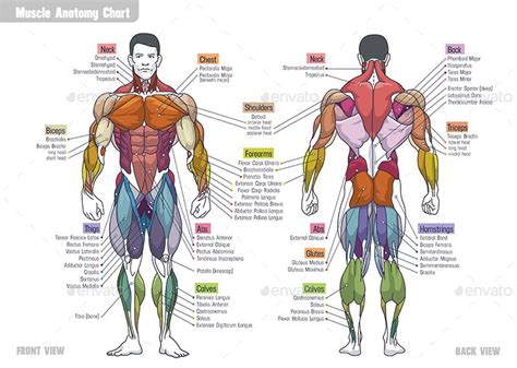 Muscle Anatomy Сhart | Muscle anatomy, Body muscle anatomy, Human ...