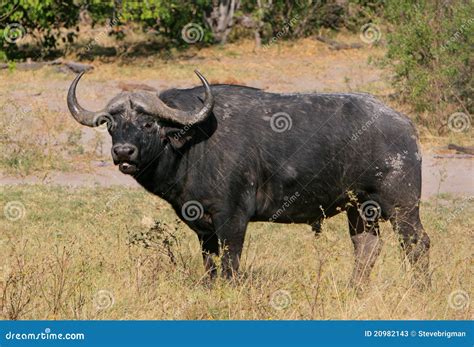 Cape buffalo bull stock image. Image of wildlife, safari - 20982143