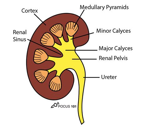 Tired of irradiating your patients with CT scans🙋‍♀️? Learn Renal Ultrasound #POCUS! 1⃣Perform ...