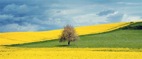 Yellow Flower Field Background, HD Flowers 4K Wallpapers, Images, Photos and Background