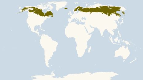 Maps Of Taiga Biomes