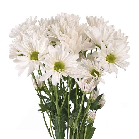 Daisies - 60 Stems of White Fresh Cut Flowers by Bloomingmore - Walmart.com