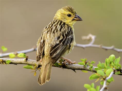 Baya Weaver - eBird India