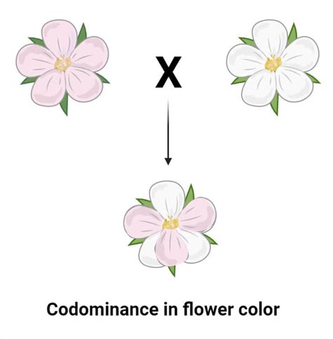 Codominance- Definition, Examples in Animals, Humans, Plants