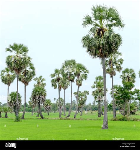 sugar palm tree in a field in Phetchaburi Province, Thailand Stock ...