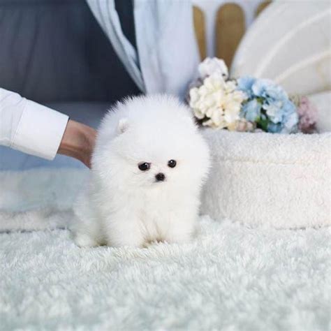 Teacup Pomeranian puppies for sale | Pomeranian puppy teacup, Pomeranian puppy for sale ...