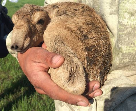 Strange Weather Triggered Bacteria That Killed 200,000 Endangered Antelope | NCPR News