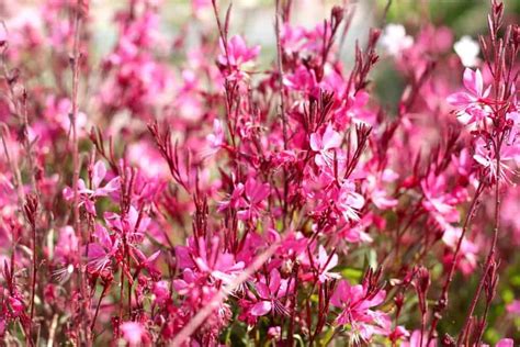 pink flowers are blooming in the garden