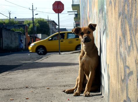 La Mascota Callejera Huatulco: ¿POR QUÉ LOS PERROS DE LA CALLE NO SE ENFERMAN?