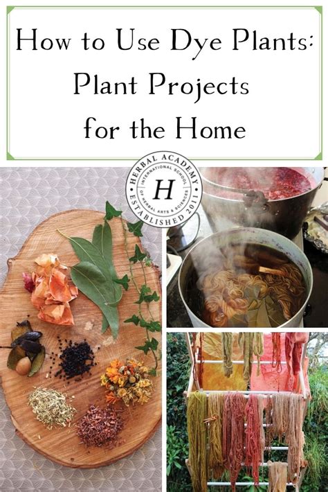 How to Use Dye Plants: Plant Projects for the Home | Plant projects, Natural dyes, Herbalism